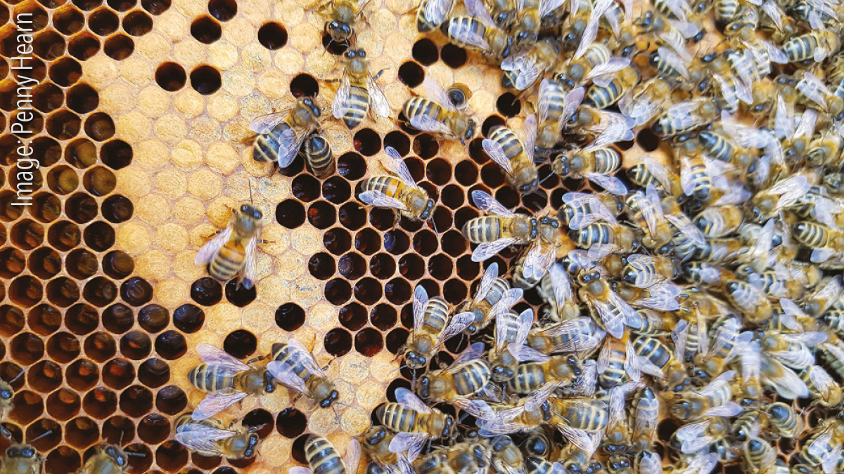 Grubs and brood of bees Grubs and brood of bees